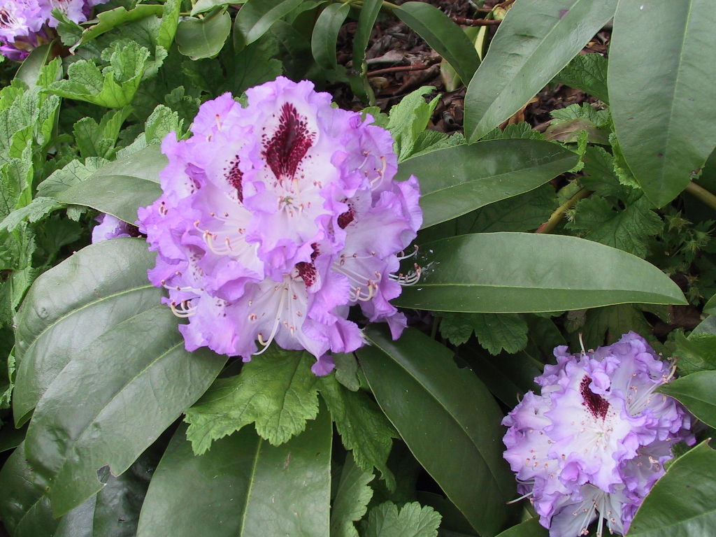 Rhododendron Blue Peter 01.jpg